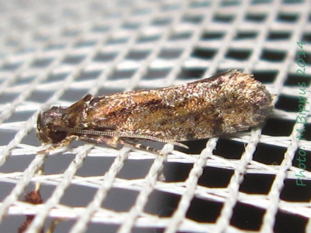 Protaphreutis borboniella